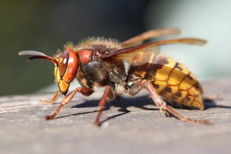 Frelon européen 